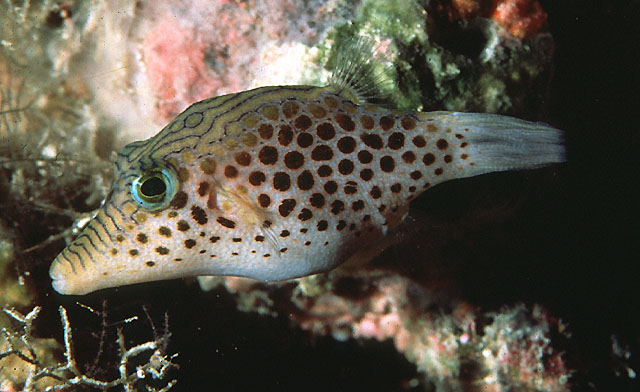 Canthigaster tyleri